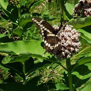 Meet your Posher, Ashlee